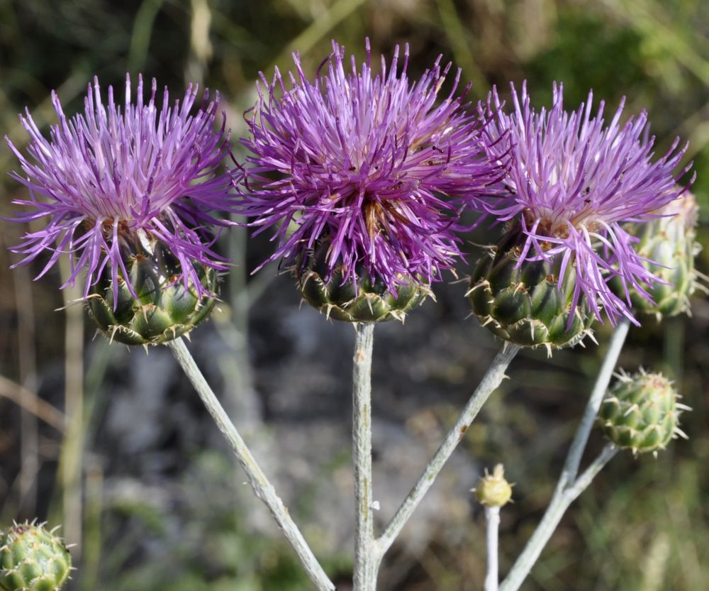 Изображение особи Centaurea graeca.