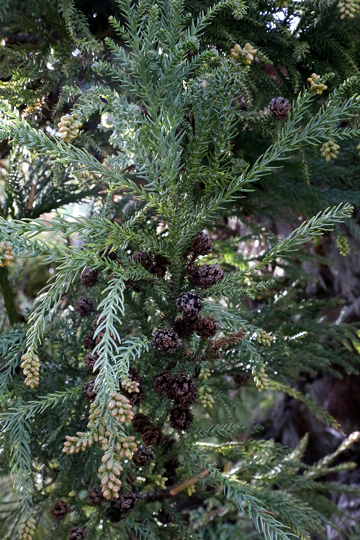 Image of Cryptomeria japonica specimen.