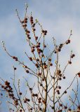 Liquidambar styraciflua