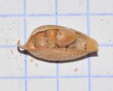 Crotalaria aegyptiaca
