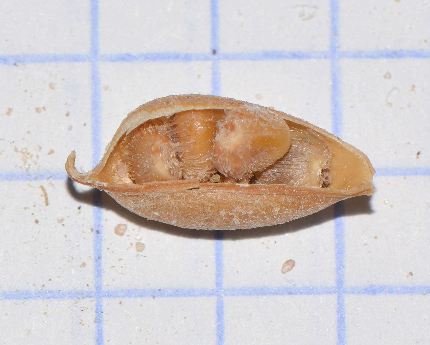 Image of Crotalaria aegyptiaca specimen.