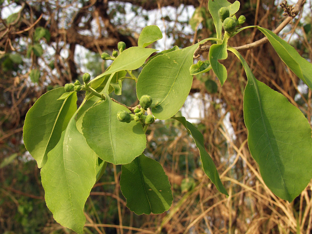 Image of Gymnosporia montana specimen.