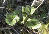 Ligularia lydiae