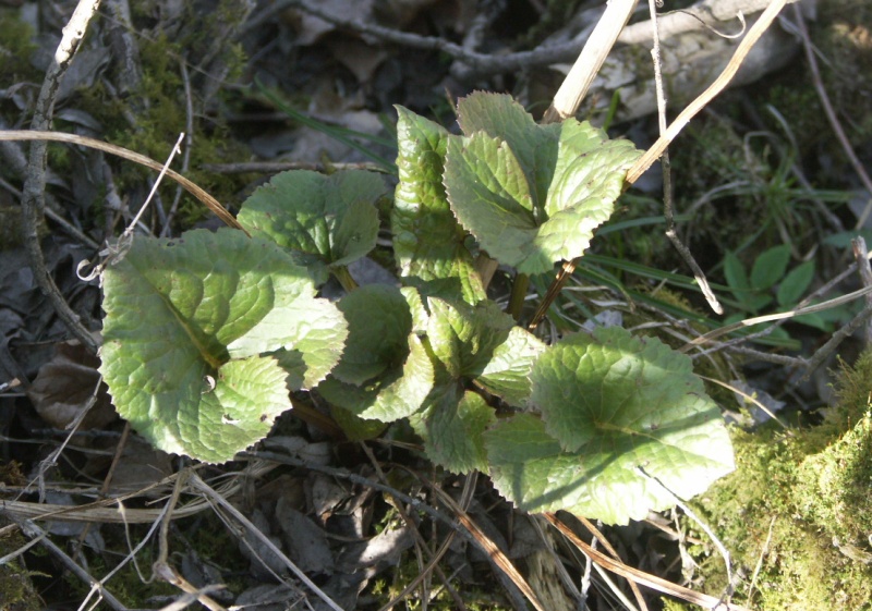 Изображение особи Ligularia lydiae.