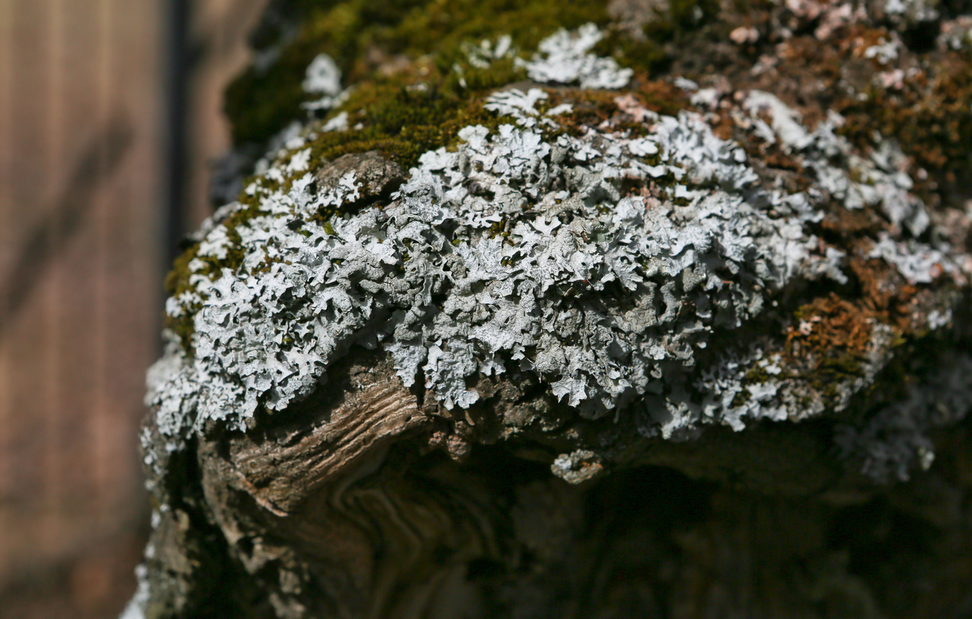 Image of Phaeophyscia orbicularis specimen.