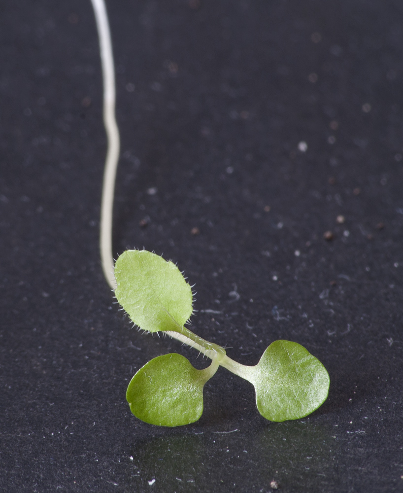 Image of Campanula medium specimen.