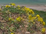 Medicago saxatilis. Цветущие растения. Крым, Севастополь, окр. пос. Орловка, обрыв к морю. 13.05.2017.