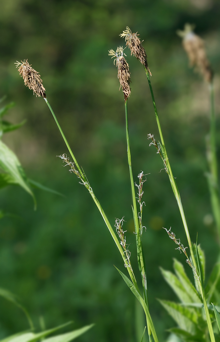 Изображение особи Carex pilosa.