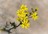 Senecio vernalis. Распустившиеся и нераспустившиеся соцветия-корзинки. Грузия, Горийский р-н, окр. с. Уплисцихе, левый берег р. Кура, скальное (песчаниковое) обнажение. 01.05.2017.