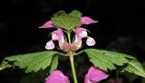 Lamium maculatum