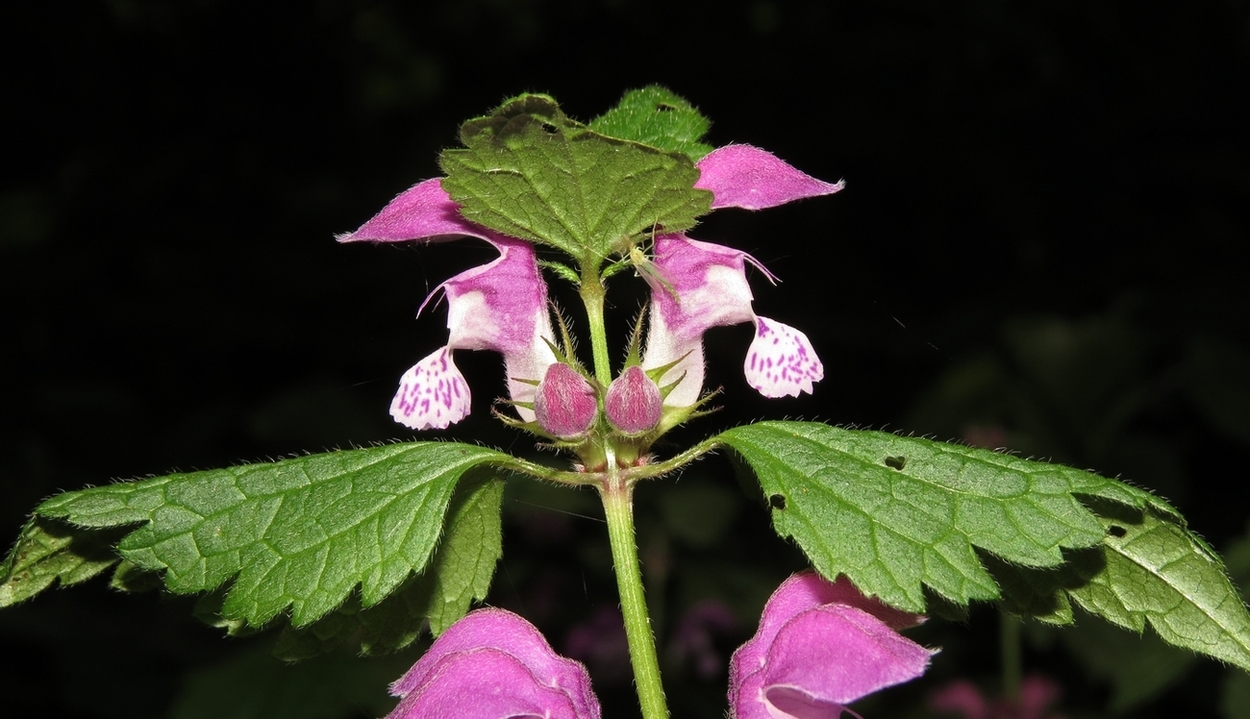 Изображение особи Lamium maculatum.