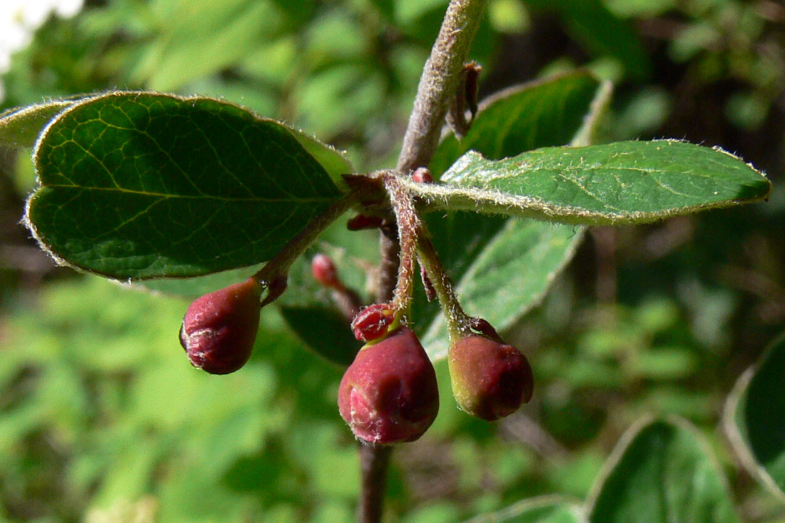 Image of Cotoneaster melanocarpus specimen.