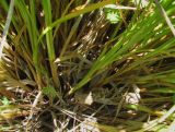 Carex polyphylla. Основания побегов. Краснодарский край, Абинский р-н, окр. пос. Новый, луг на месте старой вырубки(?). 13.06.2017.