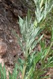 Artemisia vulgaris