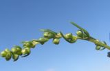 Artemisia campestris