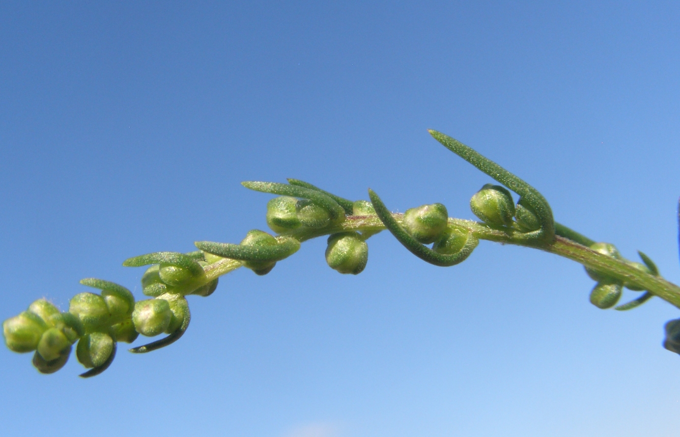 Изображение особи Artemisia campestris.