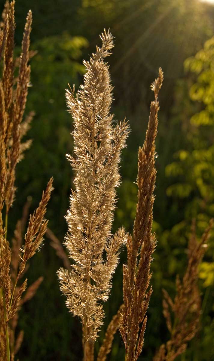 Изображение особи Calamagrostis epigeios.