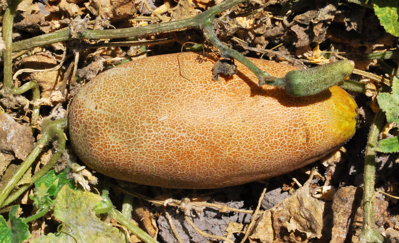 Image of Cucumis sativus specimen.