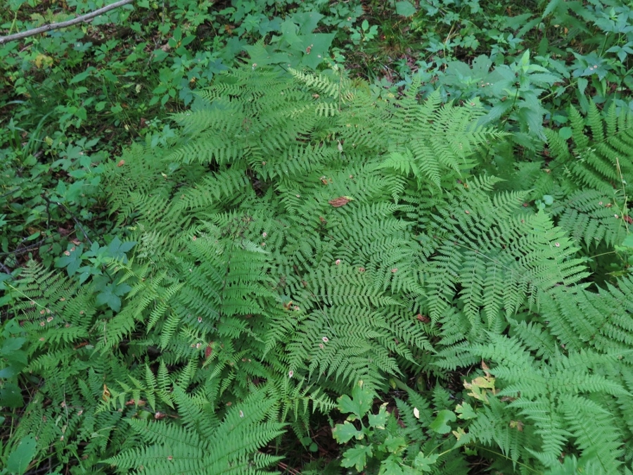 Изображение особи Cornopteris crenulatoserrulata.