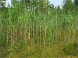 Phragmites australis