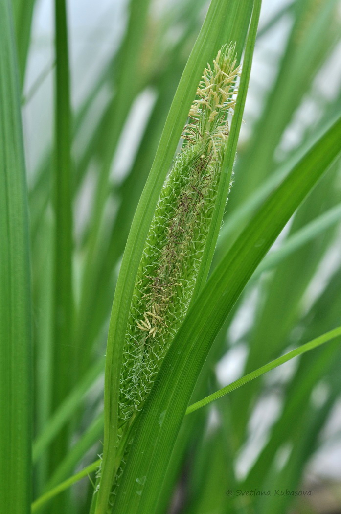 Изображение особи Carex pseudocyperus.