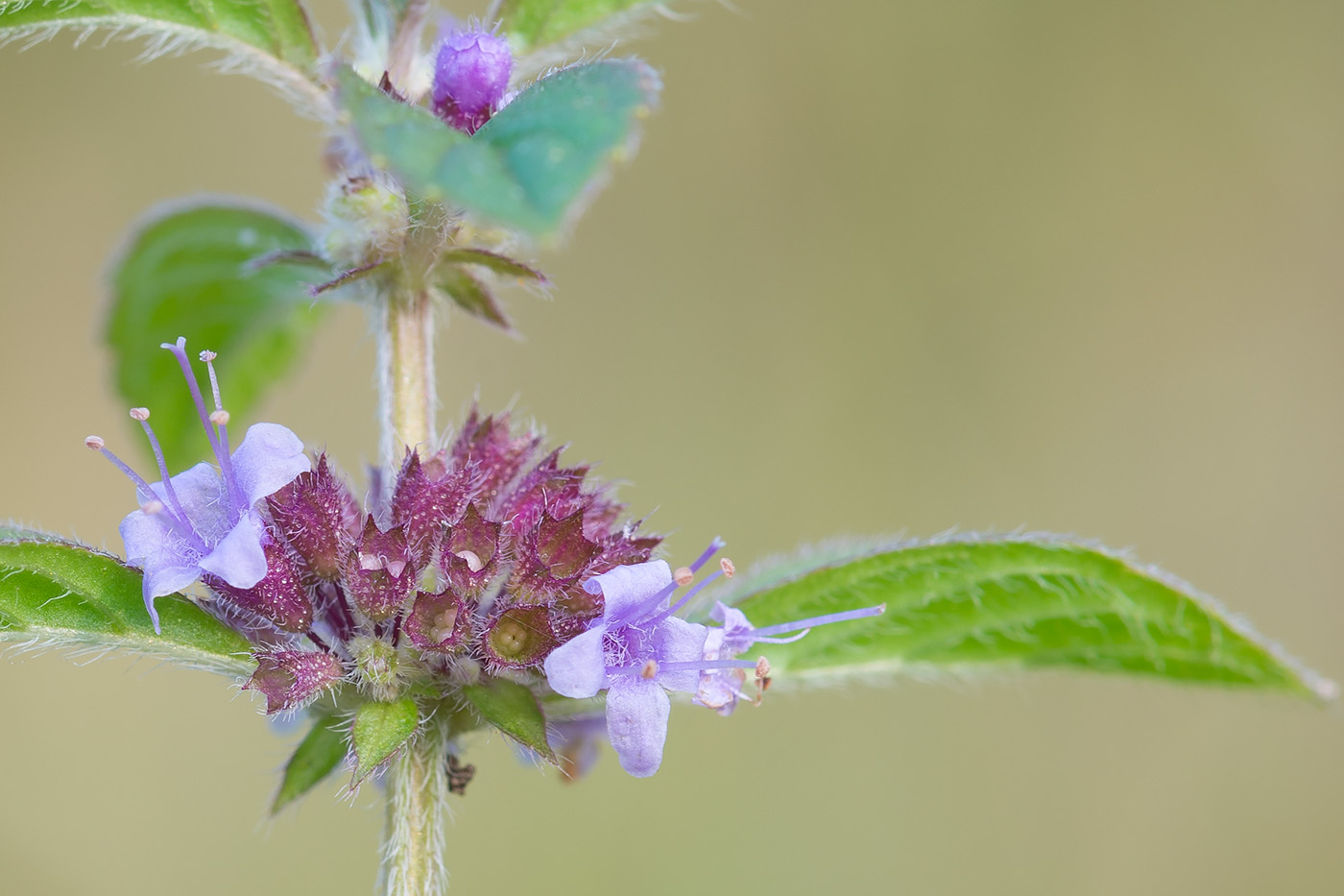 Изображение особи Mentha arvensis.