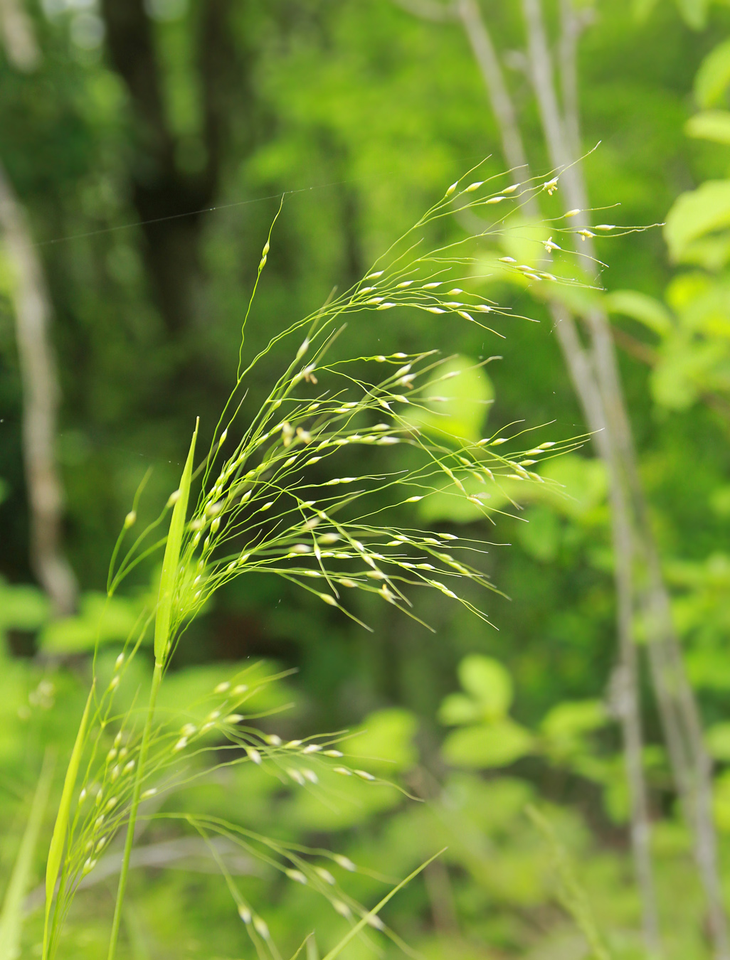 Изображение особи Achnatherum virescens.