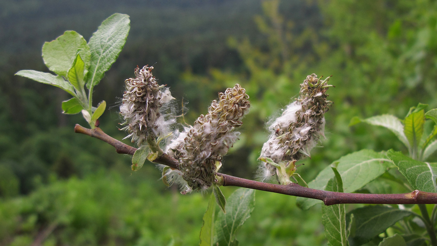 Image of genus Salix specimen.