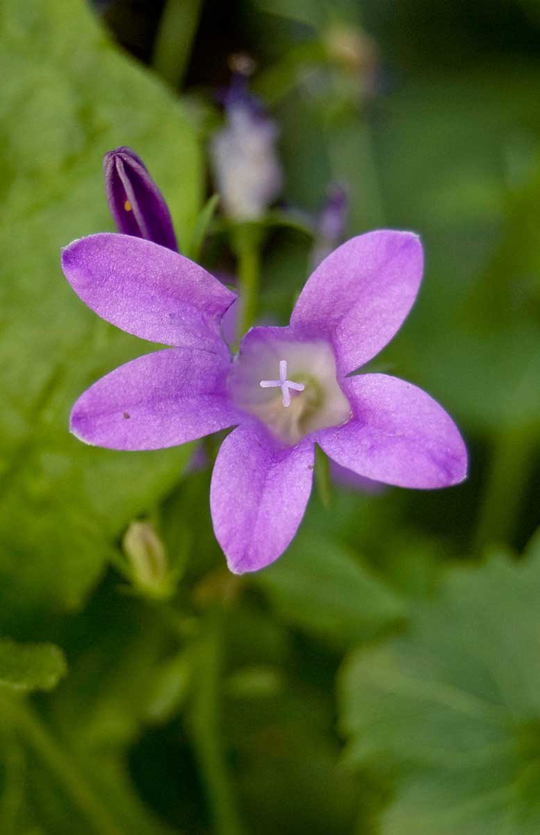 Изображение особи род Campanula.