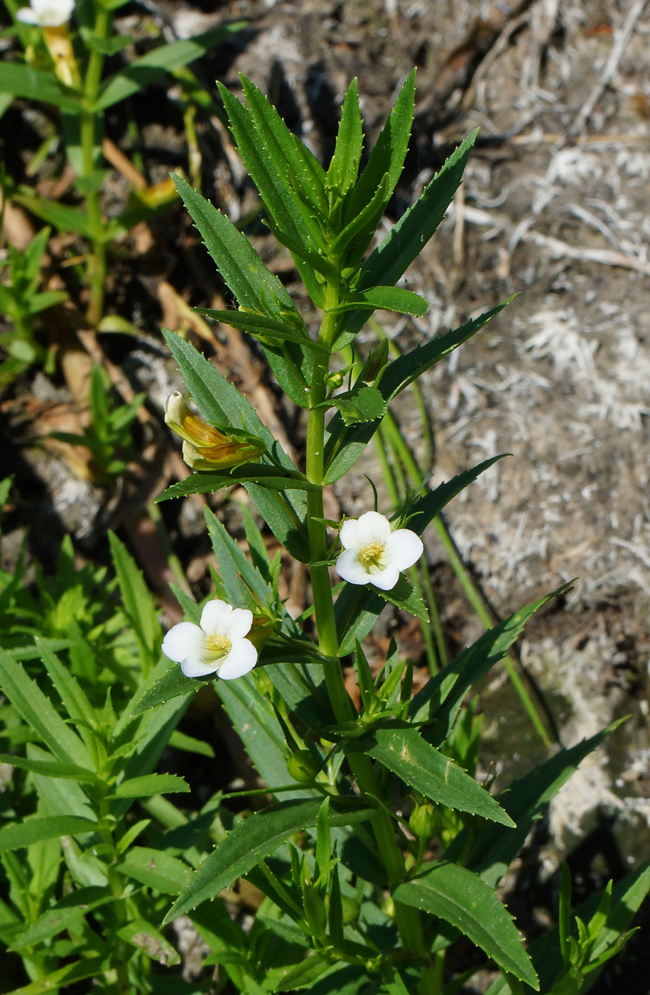 Изображение особи Gratiola officinalis.