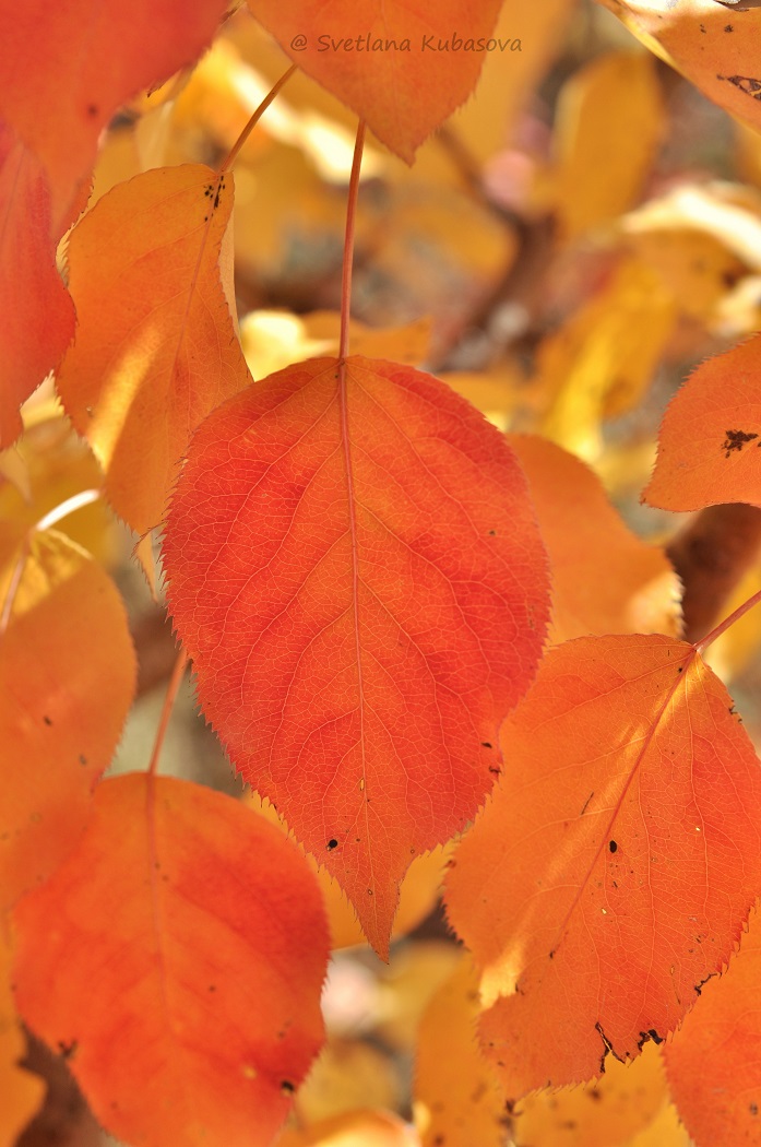 Изображение особи Pyrus ussuriensis.