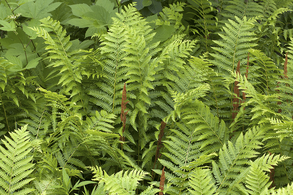 Image of Osmundastrum asiaticum specimen.