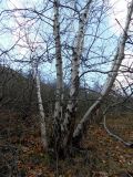 род Betula