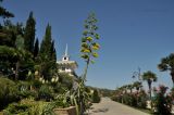 Agave americana. Цветущее растение. Южный Берег Крыма, пгт Партенит, ЛОК \"Айвазовское\", озеленение набережной. 03.08.2017.