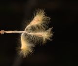 Sisyndite spartea