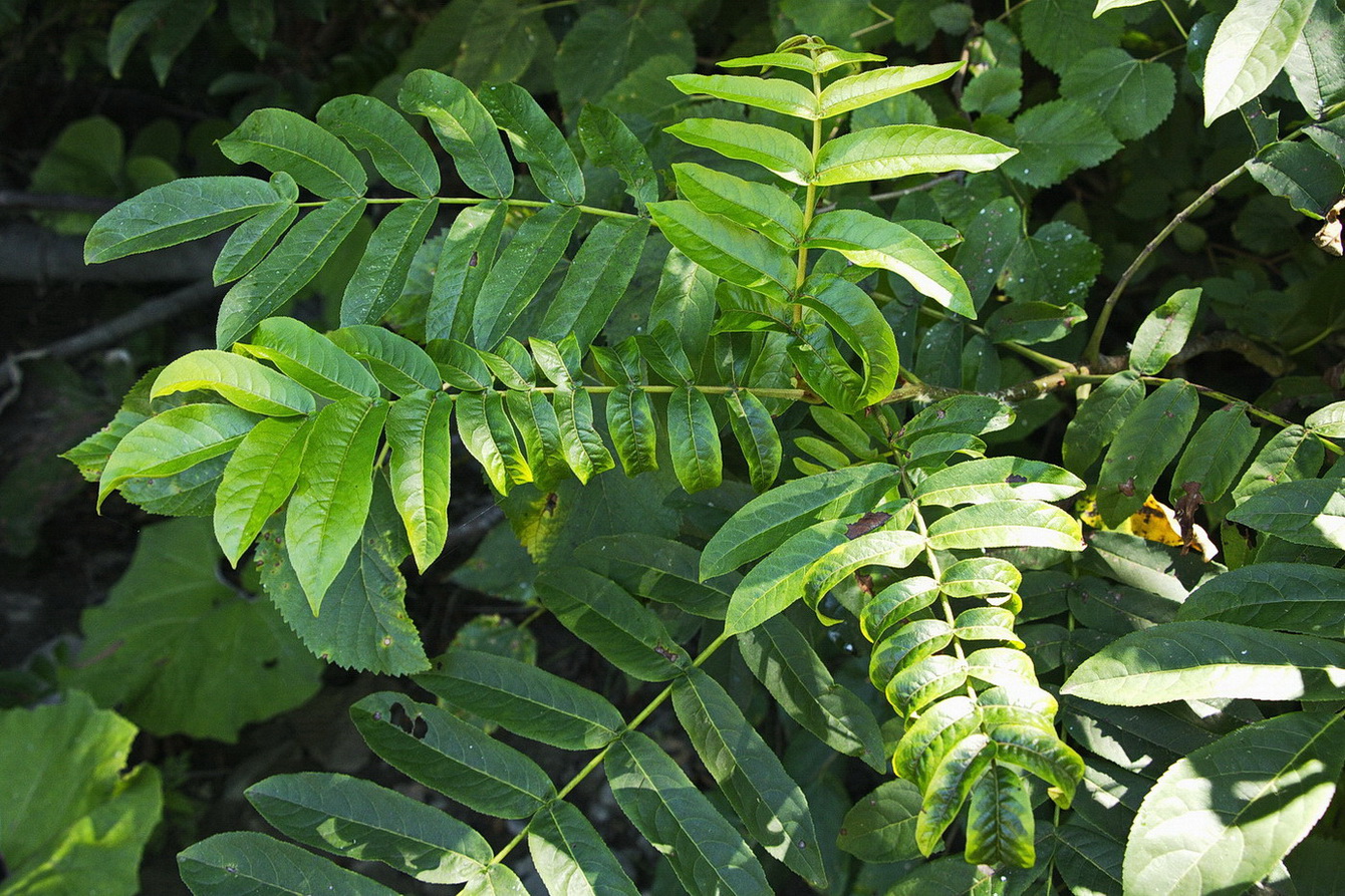 Image of Pterocarya fraxinifolia specimen.