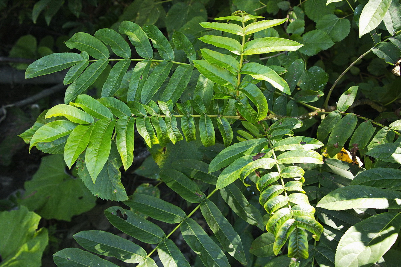 Изображение особи Pterocarya fraxinifolia.