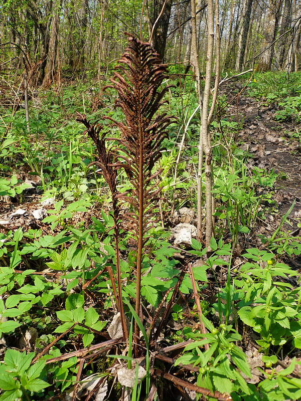 Изображение особи Matteuccia struthiopteris.