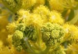 Ferula kuhistanica