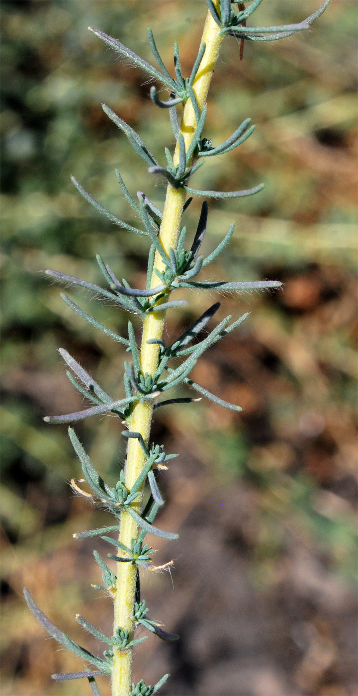 Image of Bassia prostrata specimen.