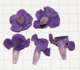 Petrea volubilis