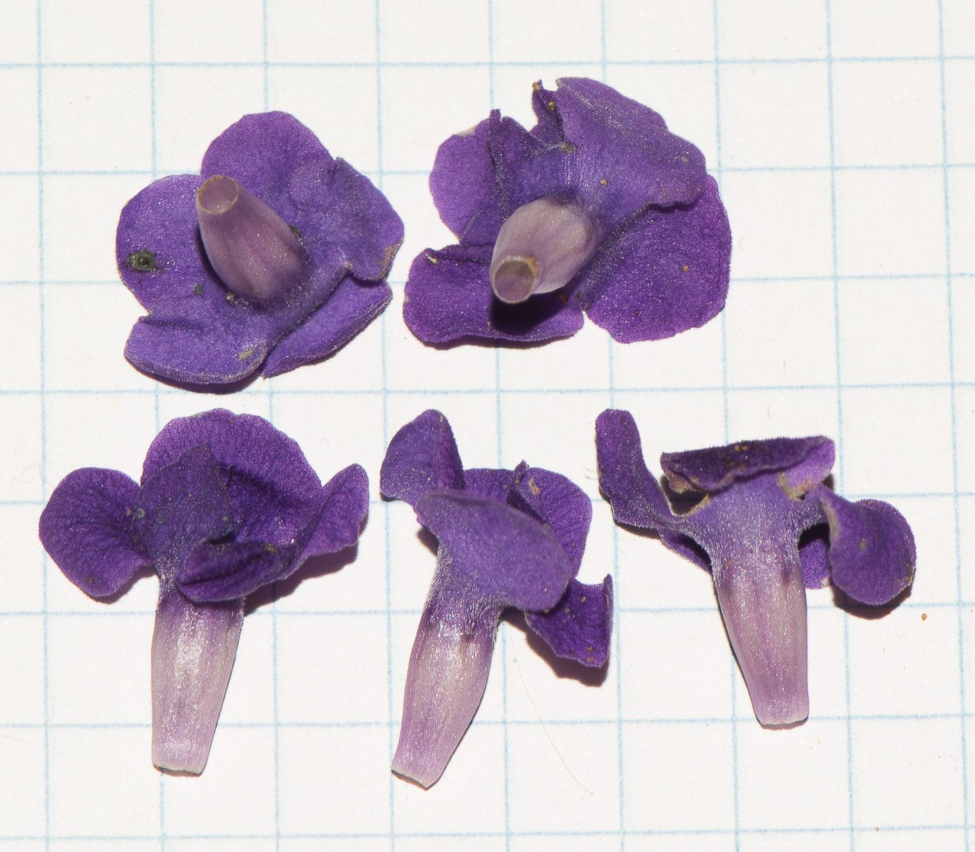 Image of Petrea volubilis specimen.