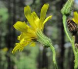 род Hieracium. Соцветие (вид сбоку). Кабардино-Балкария, Эльбрусский р-н, окр. пос. Эльбрус, ок. 1900 м н.у.м., преим. сосновый лес. 24.08.2017.