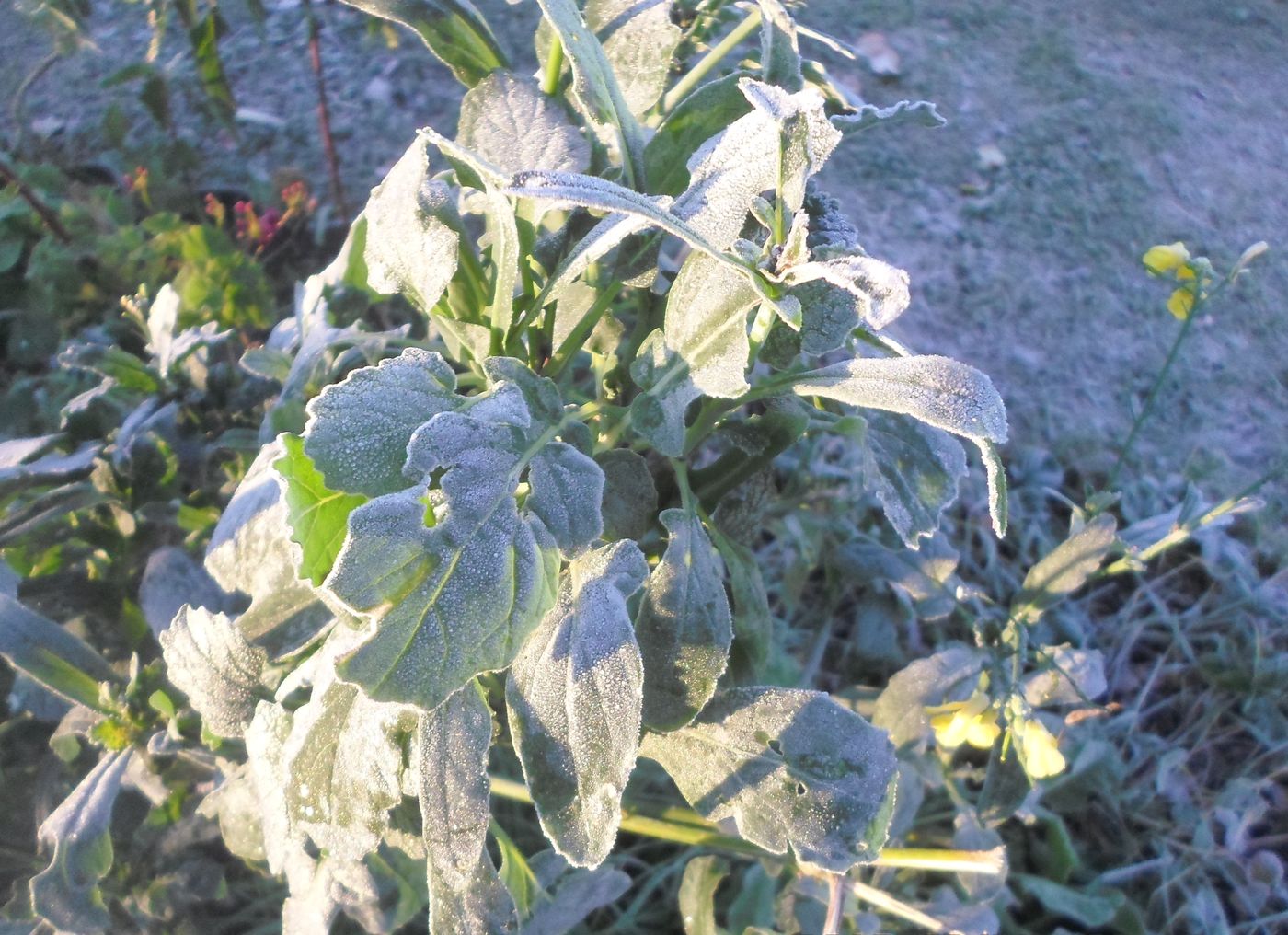 Image of Brassica napus specimen.