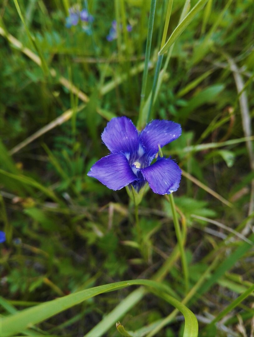 Image of Gentianopsis barbata specimen.