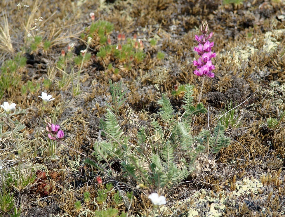 Изображение особи Oxytropis coerulea.