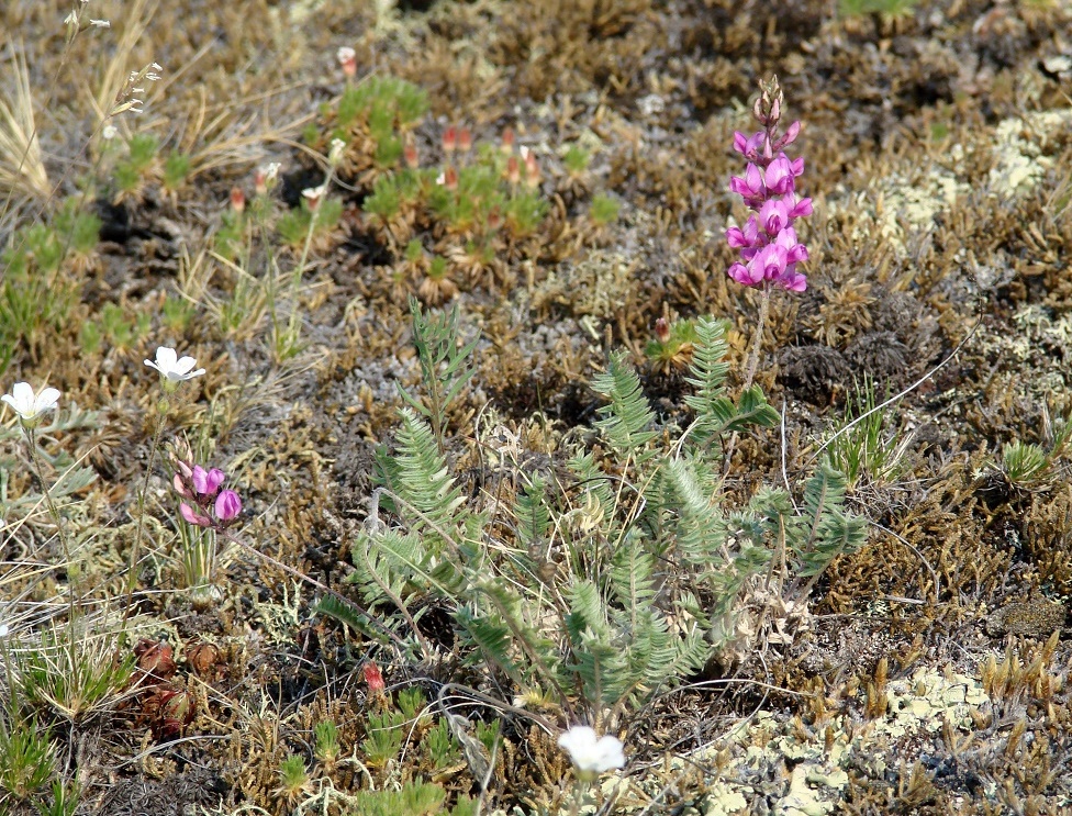 Изображение особи Oxytropis coerulea.