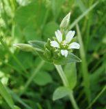 Cerastium holosteoides