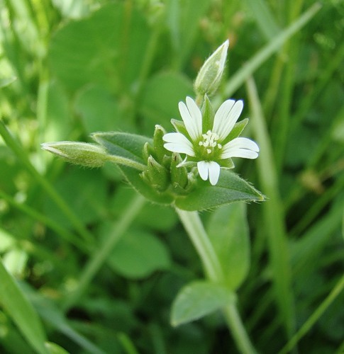 Изображение особи Cerastium holosteoides.