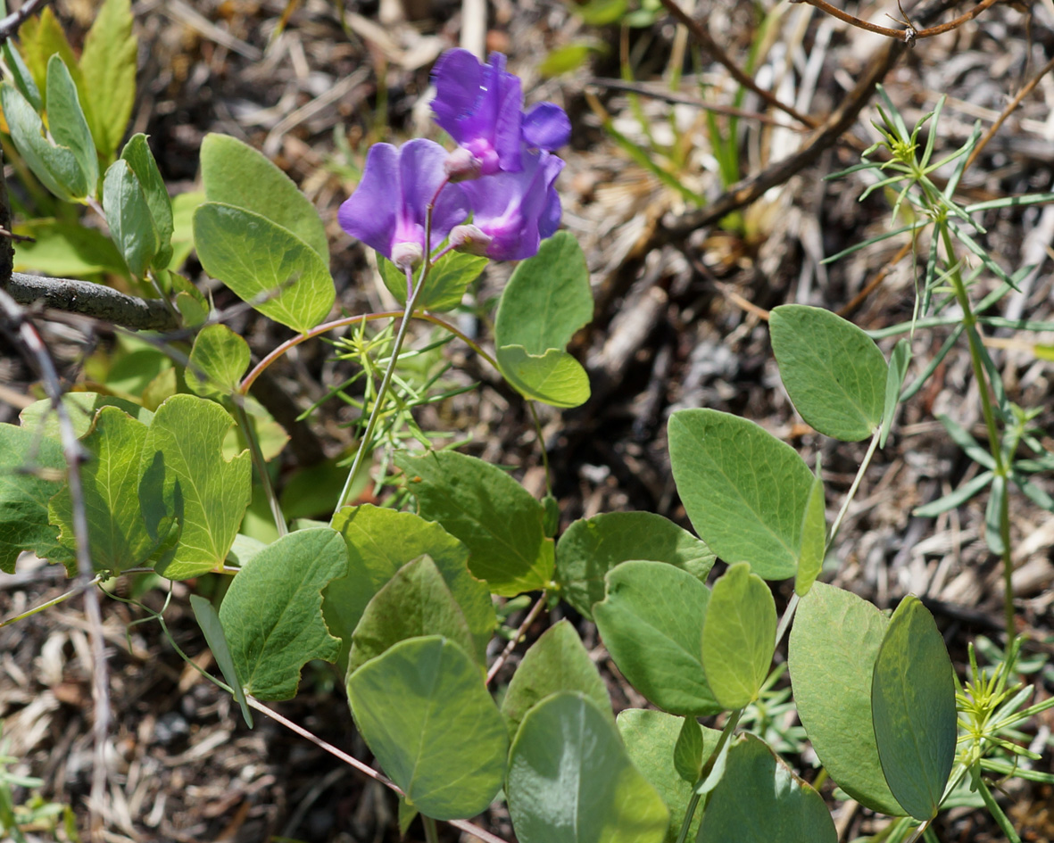 Image of Lathyrus humilis specimen.